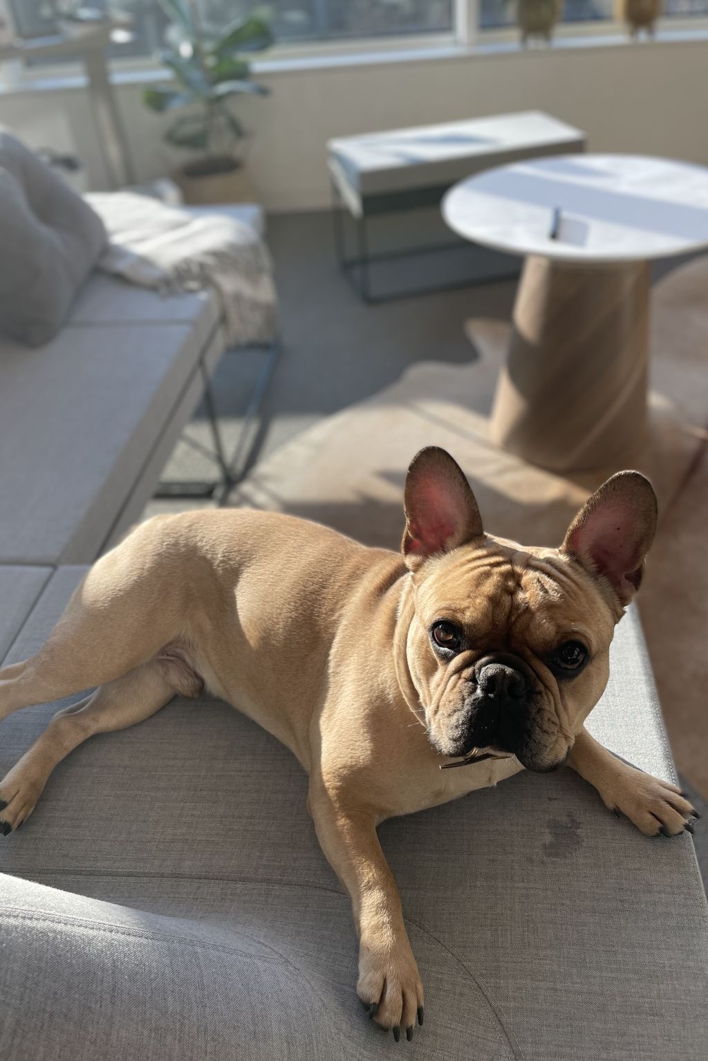 Hund auf Bild